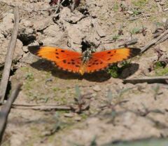 Acraea induna induna