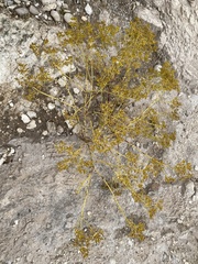 Sartwellia flaveriae