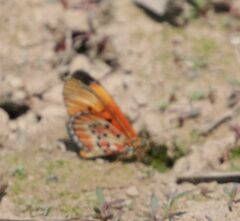 Acraea induna induna