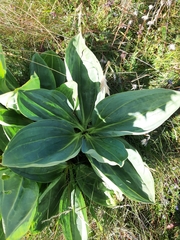 Gentiana lutea