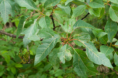 Sassafras randaiense
