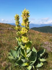 Gentiana lutea