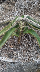 Kalanchoe daigremontiana