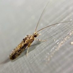 Hydrobiosidae