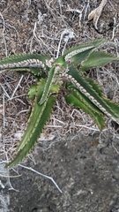 Kalanchoe daigremontiana