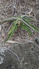 Kalanchoe daigremontiana