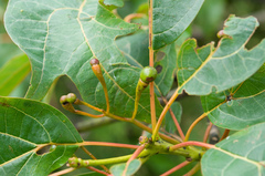 Sassafras randaiense