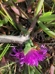 Carpobrotus glaucescens
