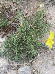Oenothera hartwegii