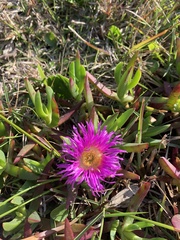 Carpobrotus glaucescens