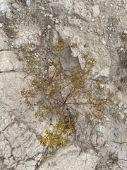 Sartwellia flaveriae