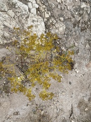 Sartwellia flaveriae