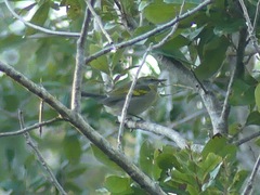 Vermivora chrysoptera