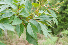 Sassafras randaiense