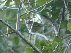 Vermivora chrysoptera