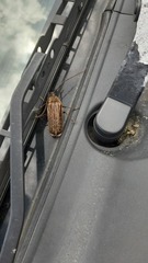 Prionoplus reticularis