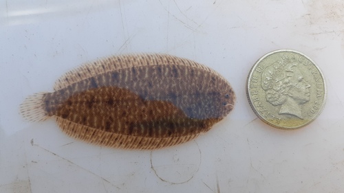 Synclidopus hogani