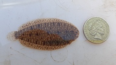 Synclidopus hogani