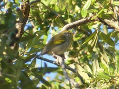 Vermivora chrysoptera