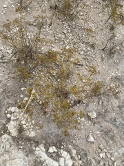 Sartwellia flaveriae