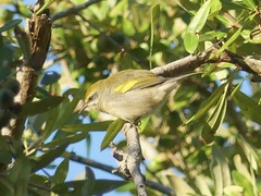 Vermivora chrysoptera