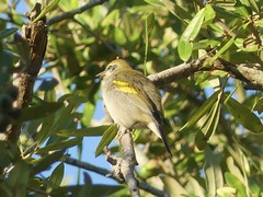 Vermivora chrysoptera