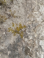 Sartwellia flaveriae