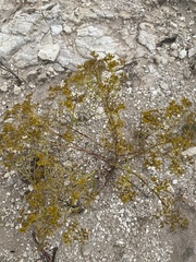 Sartwellia flaveriae