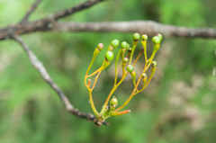 Sassafras randaiense