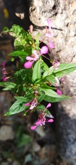 Lopezia racemosa