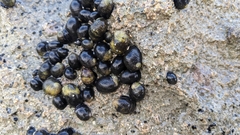 Nerita picea