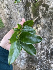 Coprosma macrocarpa
