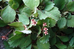 Primula hirsuta