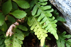 Polypodium vulgare