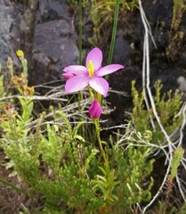 Chironia jasminoides