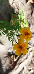 Tagetes lunulata
