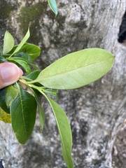 Coprosma macrocarpa