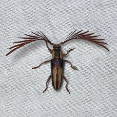 Piesarthrius marginellus