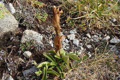 Gentiana acaulis