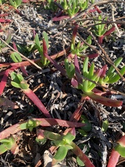 Carpobrotus glaucescens