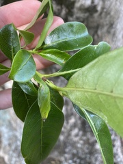 Coprosma macrocarpa