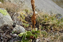 Gentiana acaulis