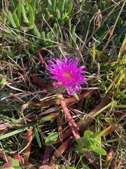 Carpobrotus glaucescens