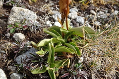 Gentiana acaulis