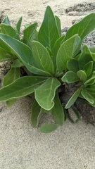 Heliotropium arboreum