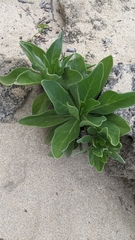 Heliotropium arboreum