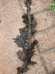 Carpophyllum maschalocarpum