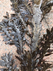 Carpophyllum maschalocarpum