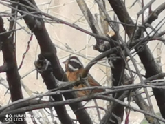 Emberiza tristrami