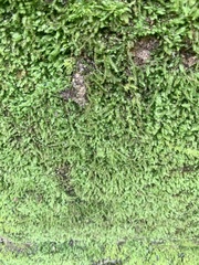 Cyathophorum bulbosum